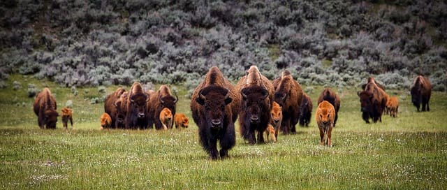 Animals bison- Living In Yellowstone National Park