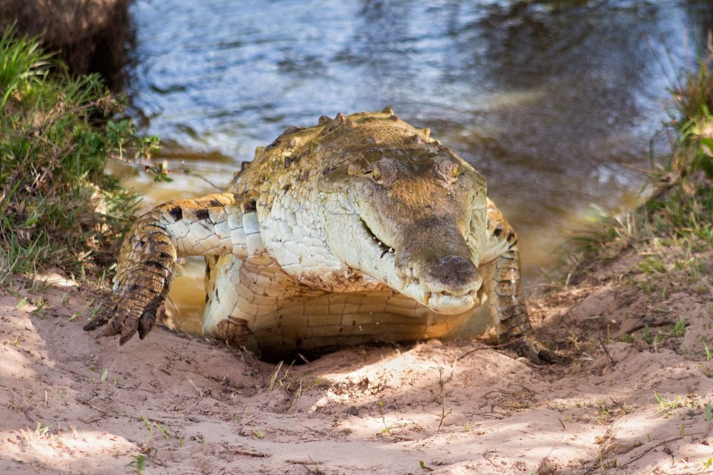 Orinoco crocodile Cocodrilo del Orinoco