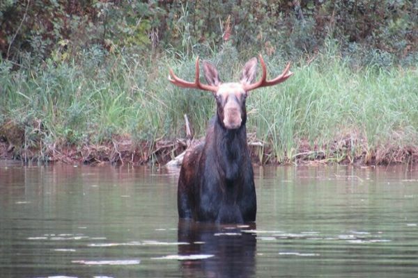 Moose in Voyageurs National Park
