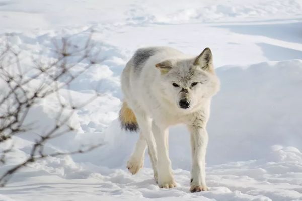 Wolves in Voyageurs National Park